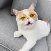 Gold frame/blue mercury
