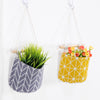 Potted plant