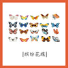 Colorful butterfly