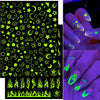 Luminous sticker cy-28 (bare chip)